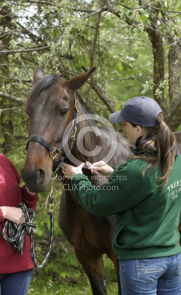 Deb Peddars-Vet  Vaccines Vet Taking Blood