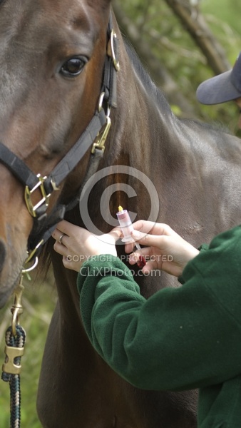 Deb Peddars-Vet  Vaccines Vet Taking Blood