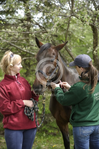 Deb Peddars-Vet  Vaccines Vet Taking Blood