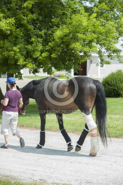 Hand Walking with Leg Bandage