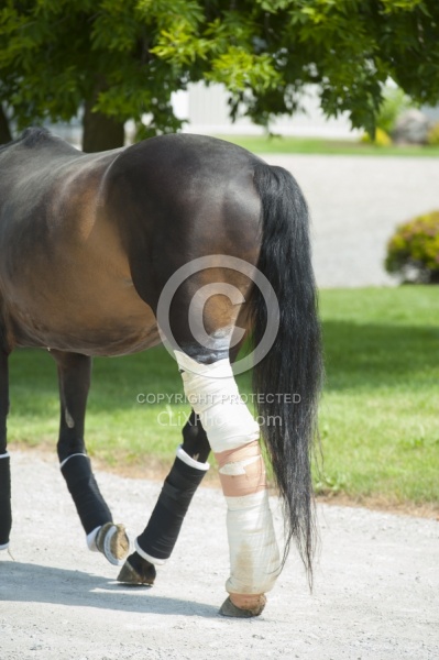 Hand Walking with Leg Bandage