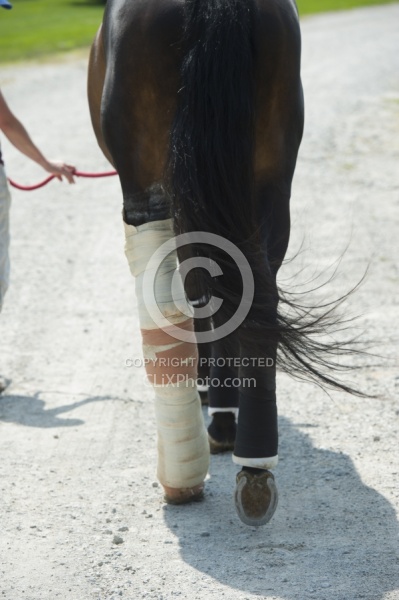 Hand Walking with Leg Bandage