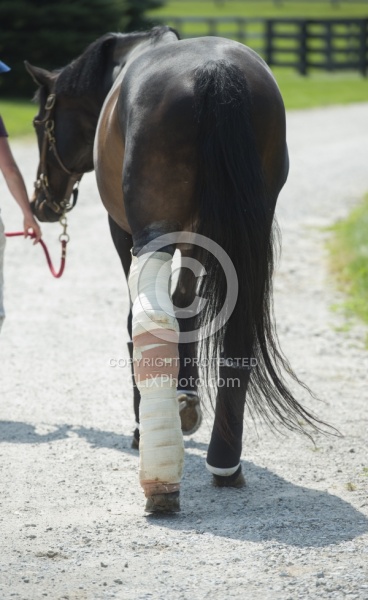 Hand Walking with Leg Bandage