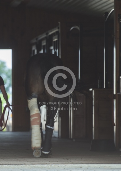 Hand Walking with Leg Bandage
