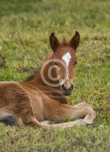 Foal at Hacienda La Alegria Foal lying down