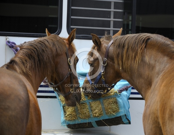 Eating Hay at the Trailer