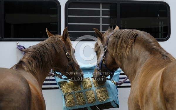 Eating Hay at the Trailer