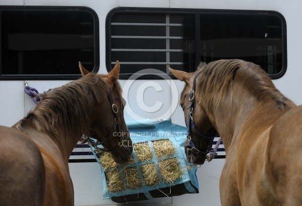 Eating Hay at the Trailer