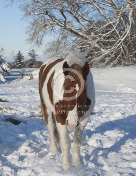 Eating Hay in Winter Winter Portrait