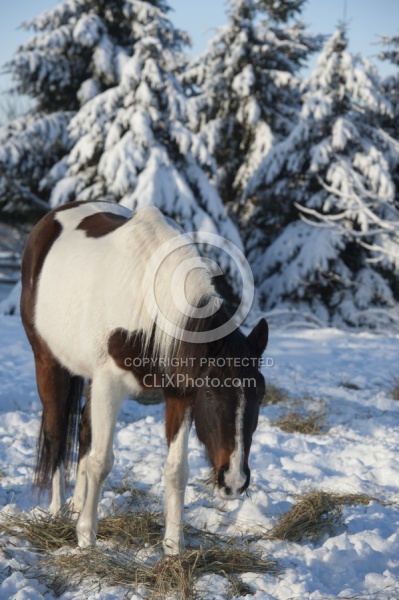 Eating Hay in Winter Winter Portrait