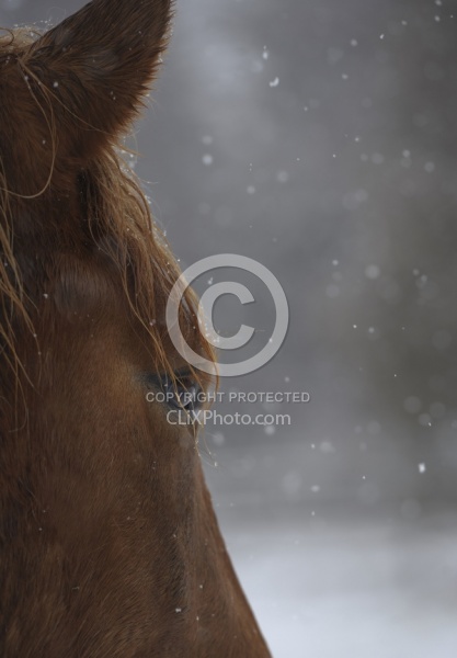 Ishoy Shoot Winter Portrait
