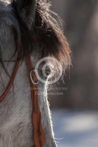 Hideout Ranch Winter Workshop Winter Portrait