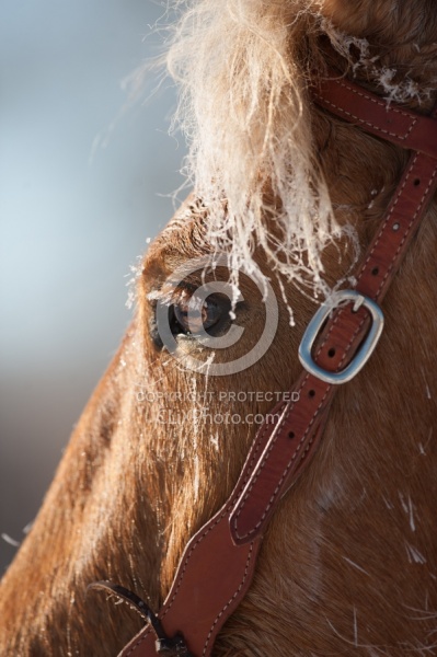 Hideout Ranch Winter Workshop Winter Portrait