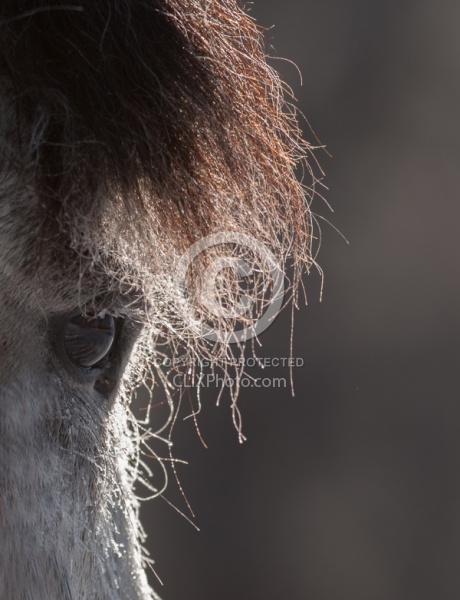 Hideout Ranch Winter Workshop Winter Portrait