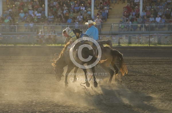 Bucking Bronco