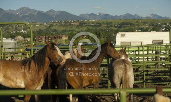 Rodeo Horses In Pens