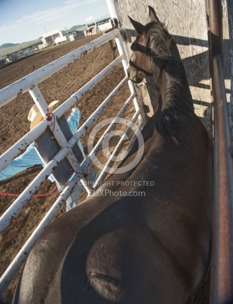 Broncos in the Chute