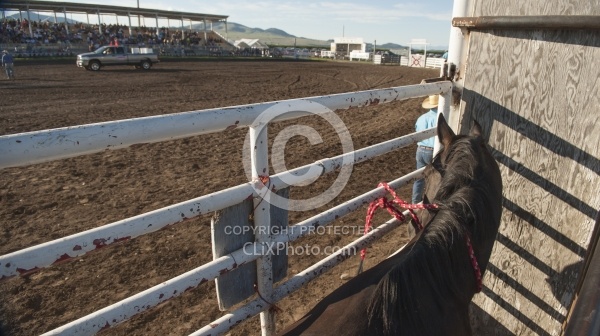 Broncos in the Chute