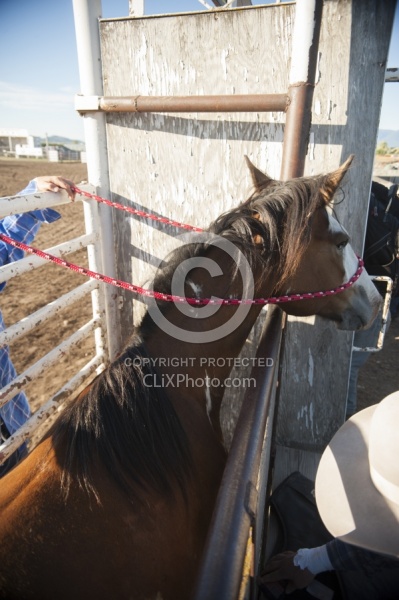 Broncos in the Chute