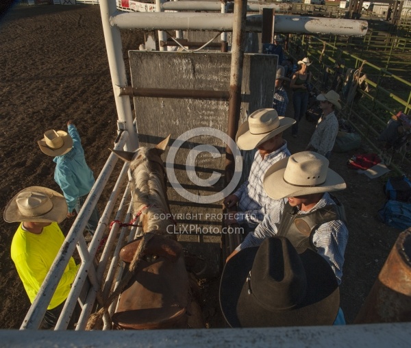Broncos in the Chute