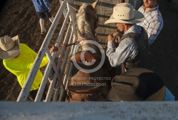 Broncos in the Chute