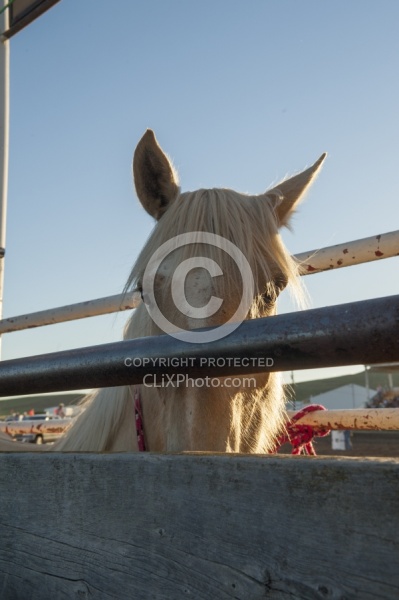 Broncos in the Chute
