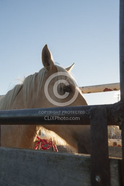 Broncos in the Chute