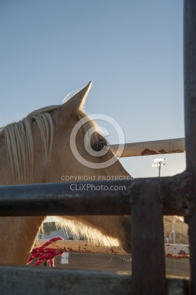 Broncos in the Chute