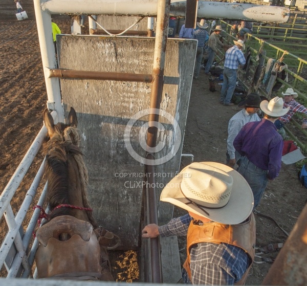 Broncos in the Chute