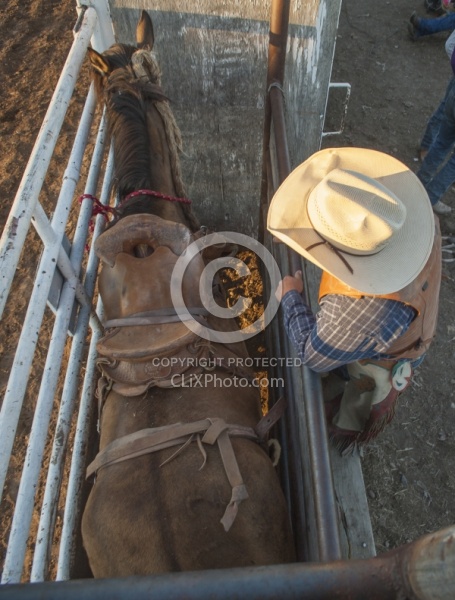 Broncos in the Chute