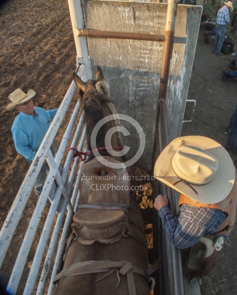 Broncos in the Chute