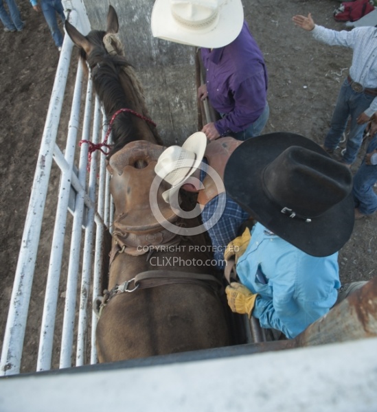 Broncos in the Chute