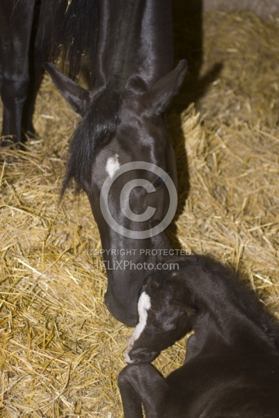 Mare with Newborn Foal