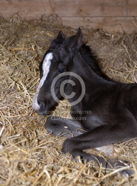 Newborn Foal