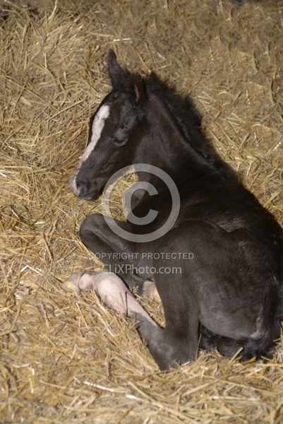 Newborn Foal