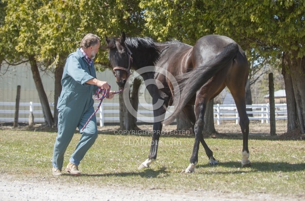 Vet - Neurologic test Neurology Test