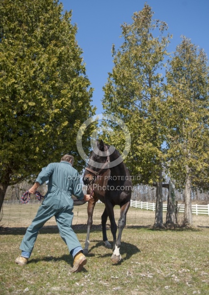 Vet - Neurologic test Neurology Test