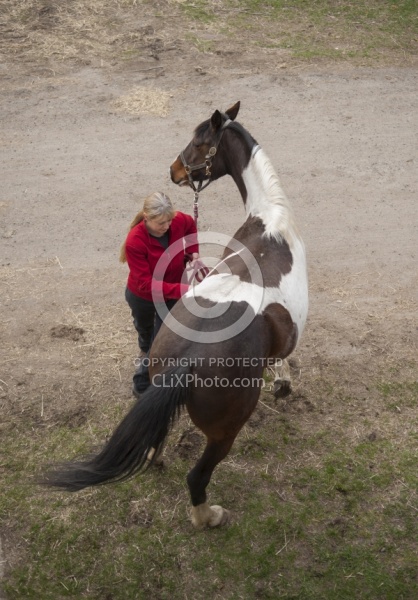 Vet - Neurologic test Neurology Test