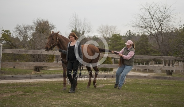 Vet - Neurologic test Neurology Test