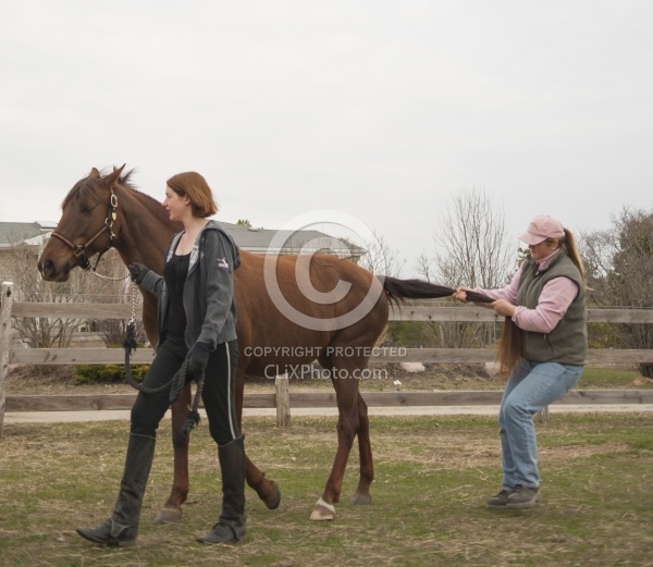 Vet - Neurologic test Neurology Test