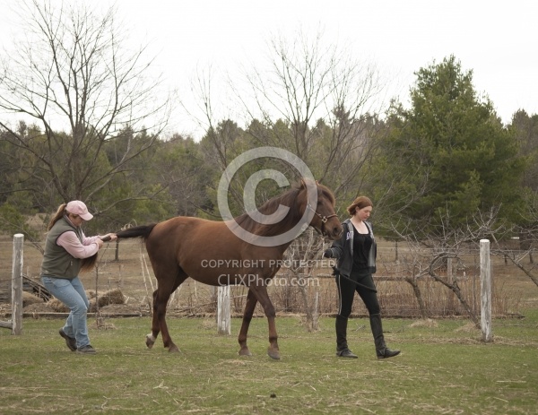 Vet - Neurologic test Neurology Test