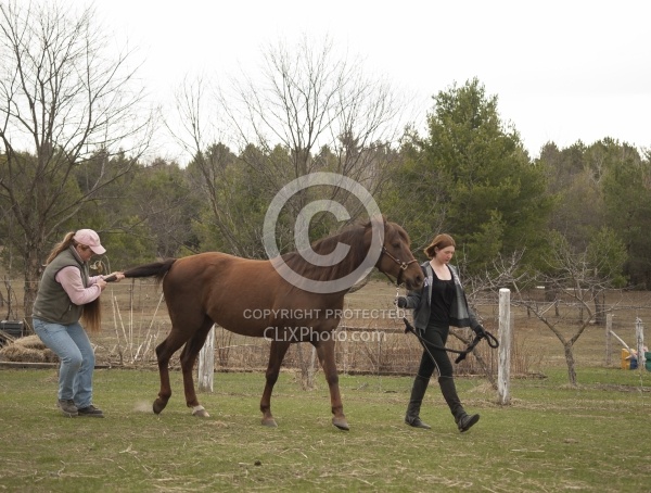 Vet - Neurologic test Neurology Test