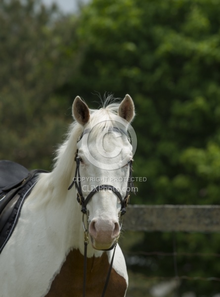 Paint Portrait Paint Portrait