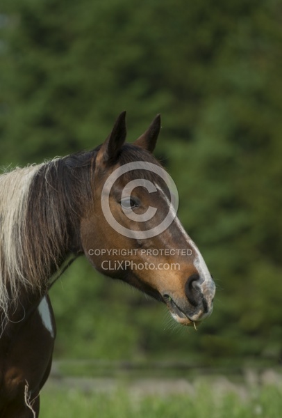 Horses Out on Pasture Paint Portrait