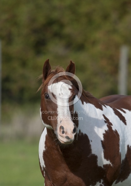 Paints Paint Portrait