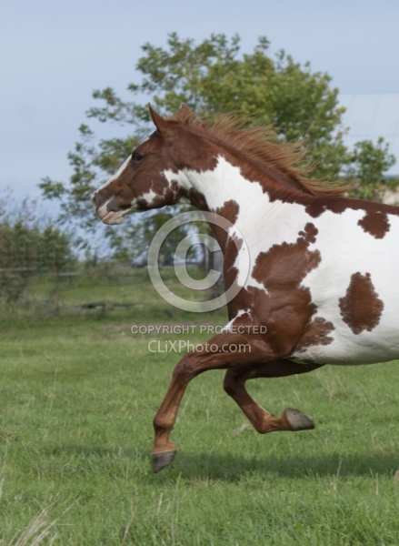 Paints Paint Portrait