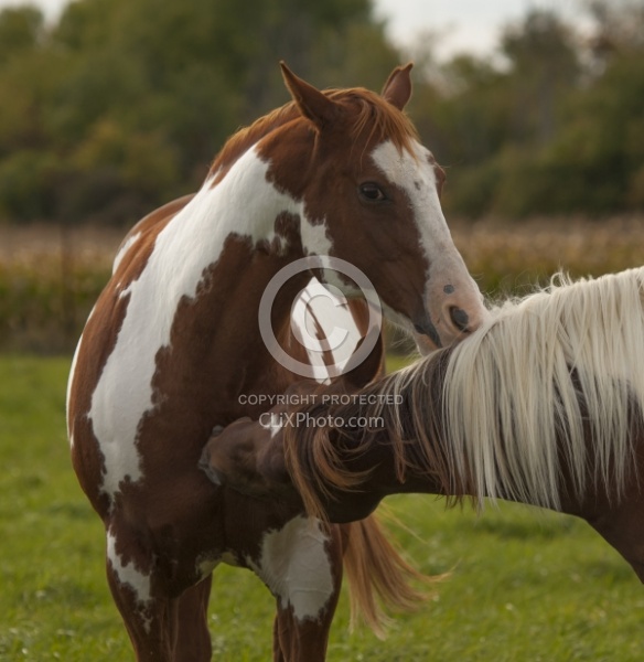 Paints Paint Portrait