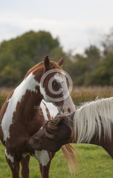 Paints Paint Portrait