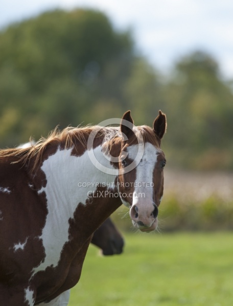 Paints Paint Portrait