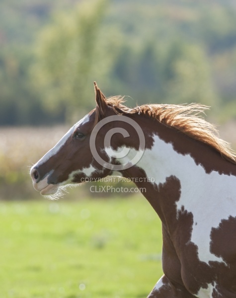 Paints Paint Portrait